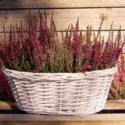 zestaw x3 Wrzos Pospolity Aphrodite OgrodnikOL