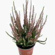 Zestaw 10x Wrzos Pospolity Rosita, piękny wrzos Calluna Vulgaris OgrodnikOL