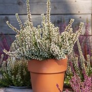 zestaw 10x Wrzos Pospolity Madonna, biały OgrodnikOL