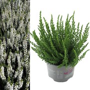 Zestaw 10x Wrzos Pospolity Alicia OgrodnikOL