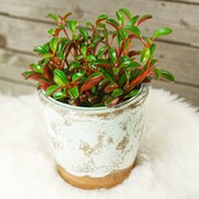 Peperomia graveolens 'Ruby Glow' OgrodnikM