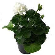 Zestaw 10szt Pelargonia stojąca - Biała Ogrodnictwo