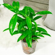 Dracena rozgałęziona surculosa 'Aurea' OgrodnikGA