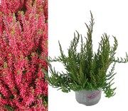 Zestaw 10x Wrzos Pospolity Martina OgrodnikOL