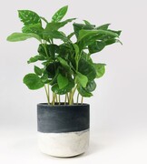 Coffea Arabica Kawa Sadzonka S OgrodnikGA