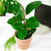 Fikus sprężysty, Ficus Elastica Robusta p18 OgrodnikM