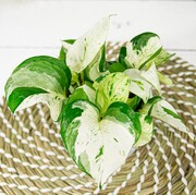 Epipremnum złociste 'Happy Leaf' OgrodnikM