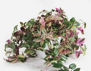 Trzykrotka wężykowata, Tradescantia fluminensis 'Tricolor' duża OgrodnikM