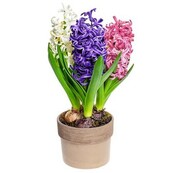 zestaw Hiacynt trójkolor 4 szt OgrodnikMA