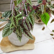 Cissus Różnobarwny - Cissus discolor OgrodnikM