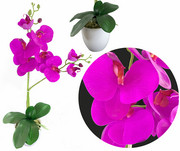 Storczyk różowy OgrodnikGA